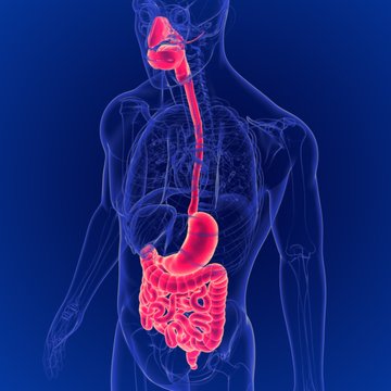 3D Illustration of Human Digestive System Anatomy 3D Rendering For Medical Concept
