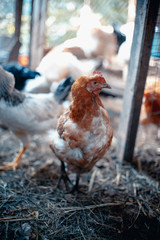 Chickens on the farm. Toned, style, color photo.