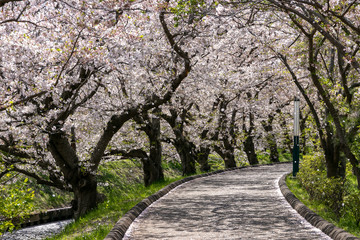 Fototapeta premium 海老川沿いの桜 千葉県船橋市 日本