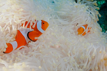 Clownfishes, Amphiprion ocellaris, in a bleached anemone Raja Ampat Indonesia