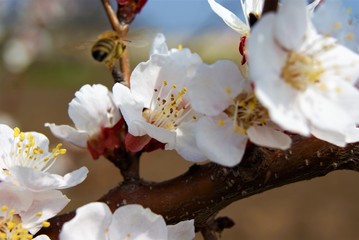  bee and white flowers on an apricot tree SONY DSC