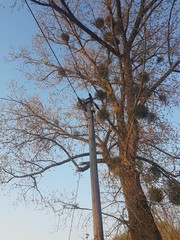 Ein Baum ohne Blätter
