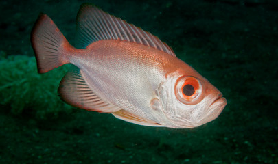 Fototapeta premium Bloch's bigeye, Priacanthus blochii, Sulawesi Indonesia.