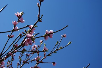 pink flowers on a peach tree SONY DSC