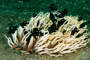 Fototapeta na wymiar Three spot damselfishes, Dascyllus trimaculatus, in an anemone, Heteractis crispa, Sulawesi Indonesia.