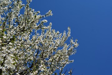 white flowers on a tree blue sky SONY DSC