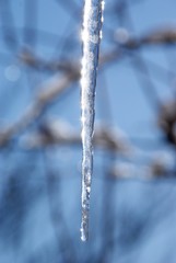 frozen icicle against the sky SONY DSC