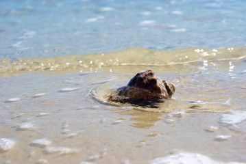 shell in clear sea water SONY DSC
