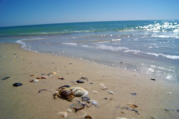crab sitting on a shell sea waves SONY DSC