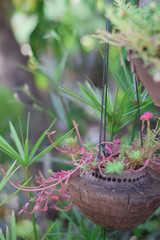 Potted plants from coconut shells