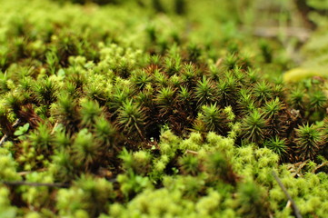 群生する苔 クローズアップ