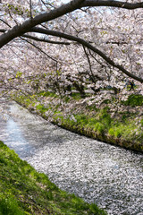 Fototapeta premium 海老川沿いの桜 千葉県船橋市 日本