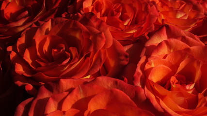 macro image of bright red-orange roses on a dark background