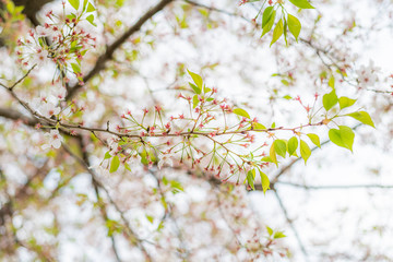 葉桜と新芽のさみしい春