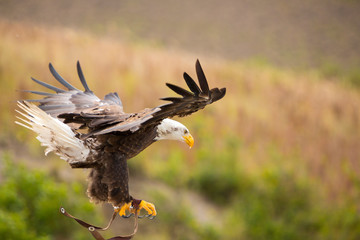 American Bald Eagle flying in Otavalo, Ecuador