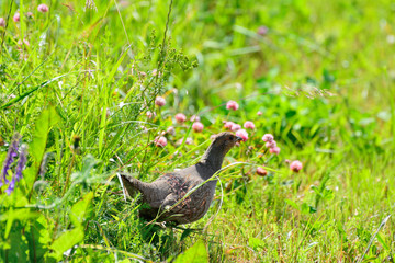 Quail in the natural environment in the field