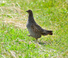 Quail in the natural environment in the field