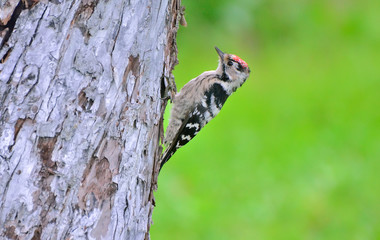 Woodpecker and his nest. Green forest background. Bird: Middle Spotted Woodpecker.