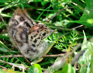 Naklejka na ściany i meble Little quail in the grass got lost