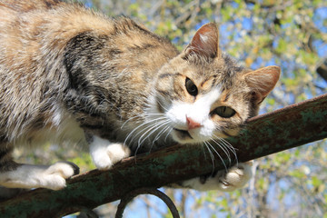 cat on a branch