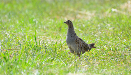 Quail in the natural environment in the field
