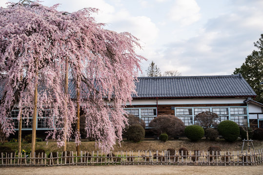 満開の桜と木造校舎