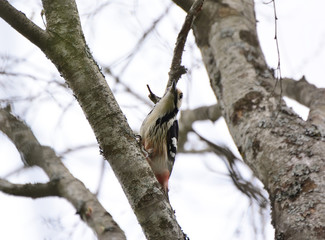 Fototapeta premium Woodpecker and his nest. Green forest background. Bird: Middle Spotted Woodpecker.