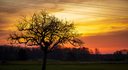 silouette of a tree with orange yellow sky in the background