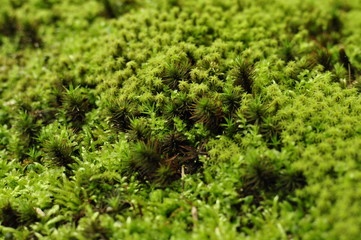 群生する苔 クローズアップ