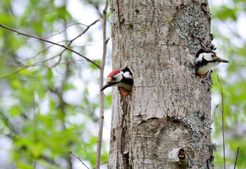 Apartment building for woodpeckers in the forest