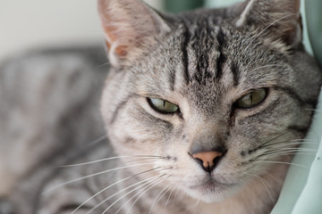 可愛いネコちゃん