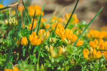 common gorse - small yellow flowers growing in Mallorca, Spain