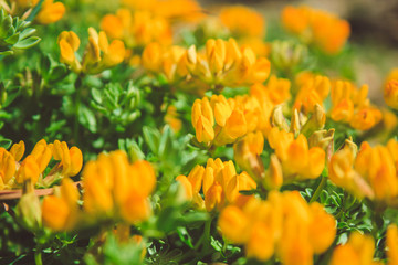 common gorse - small yellow flowers growing in Mallorca, Spain