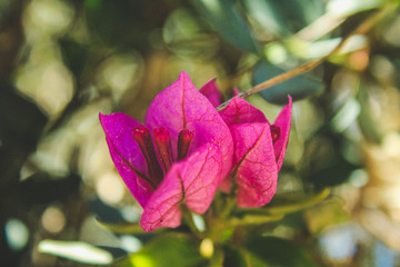 beautiful wild pink Bougainvillea flowers in natural environment in Mallorca, Spain