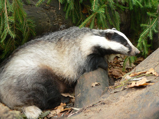 European badger (Meles meles) near tree trunk in forest