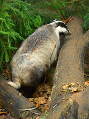 Naklejka premium European badger (Meles meles) near tree trunk in forest