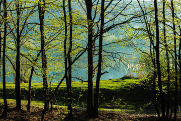 Spring green forest. Lots of young trees casting shadows, Sunrise in a beautiful forest in Moldova,Europe. Beautiful green Landscape. Nature.