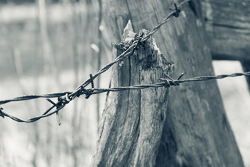 Barbed wire. Selective focus. Shallow depth of field. Black and white image.