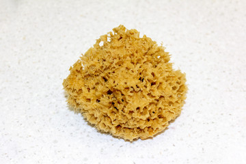 natural Mediterranean sea sponge for cleaning and washing the body close-up, top view