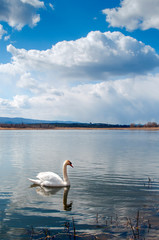 White majestic swan swim ahead in rippling water. Mute Swan the middle of the water. Drops on wet head. Smooth background