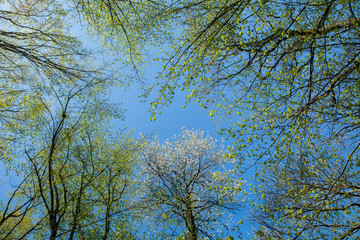Spring green forest. Lots of young trees casting shadows, Sunrise in a beautiful forest in Moldova,Europe. Beautiful green Landscape. Nature.