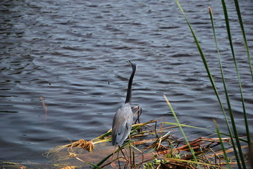 Everglades National Park, Florida
