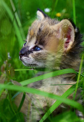 Serval (Leptailurus serval) portrait in wildlife