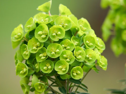 Euphorbia 'Redwing'