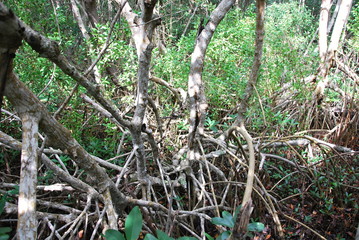 Everglades National Park, Florida