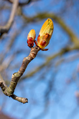 Pączki i młode listki kasztanowca na wiosnę. Gałązka drzewa kasztanowca.