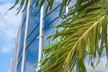 Palm tree leaf with modern glass building on background.