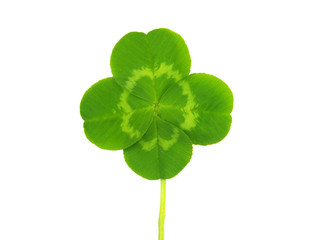Four leaf clover, St. Patrick's day symbol