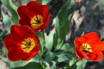 Obraz premium His Majesty the Tulip in all its glory, on a clear spring day.