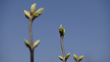 spring flower bud